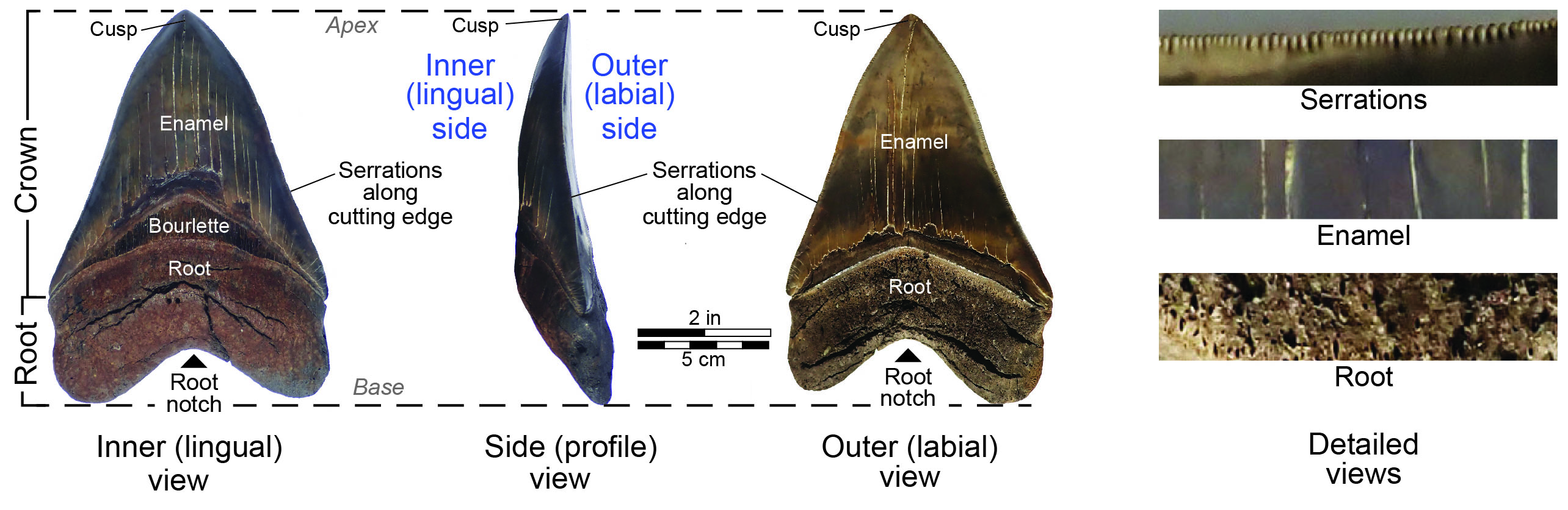 Different views of a fossil megalodon tooth. This specimen is from the Pliocene of South Carolina. Donated by Mary Ann Russell.
